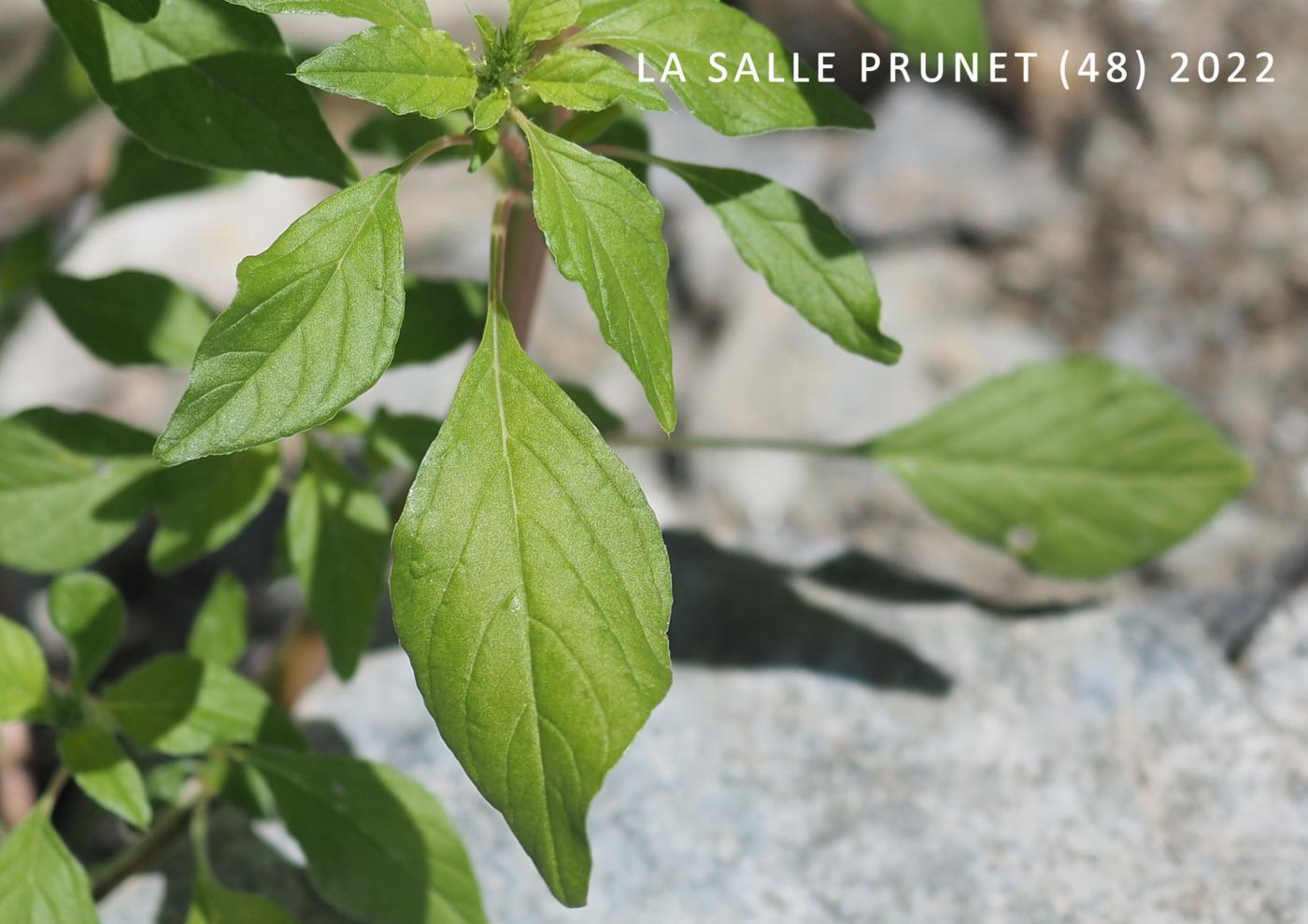 Pigweed, Green leaf